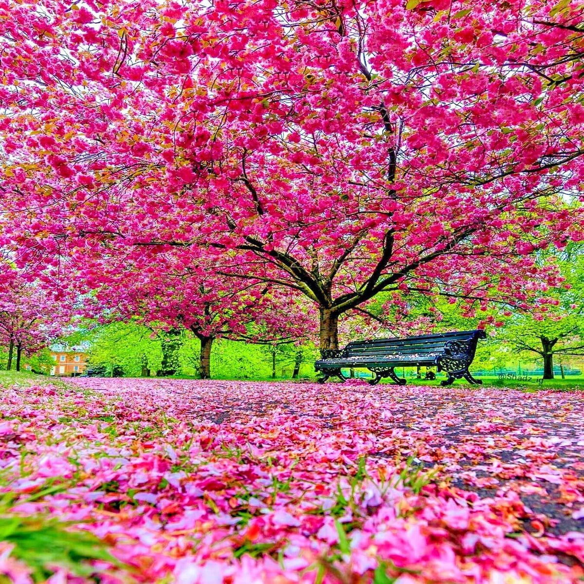 Japanese Sakura Cherry Blossom Tree Seeds - Hardy Flower Plant (Prunus sargentii) - Ornamental Gardening Seeds