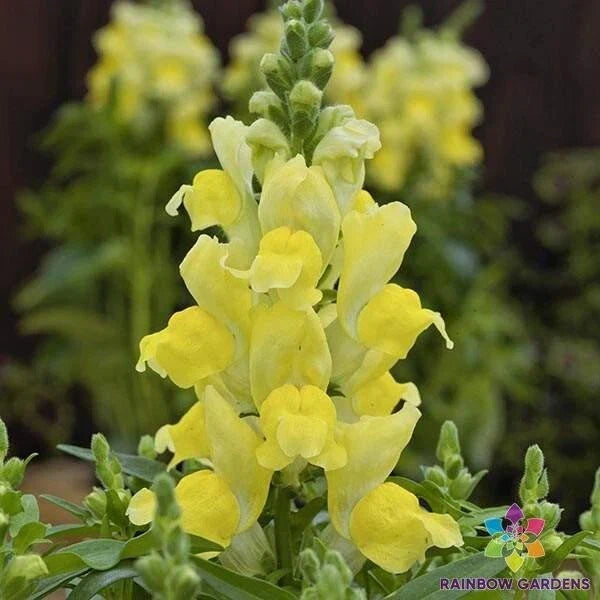 Snapdragon Seeds - 1000+ Candy Tops Yellow - Antirrhinum majus - Garden Planting Seeds USA