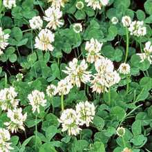 White Dutch Clover Seeds | Non-GMO Heirloom | Cover Crop | Trifolium repens | Fresh Flower Seeds
