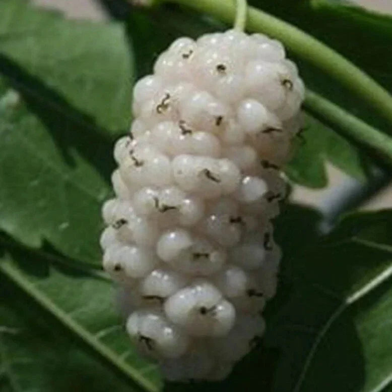 White Mulberry Cuttings 6-8" Organic Morus alba Cold Hardy Tree for Fruit Production