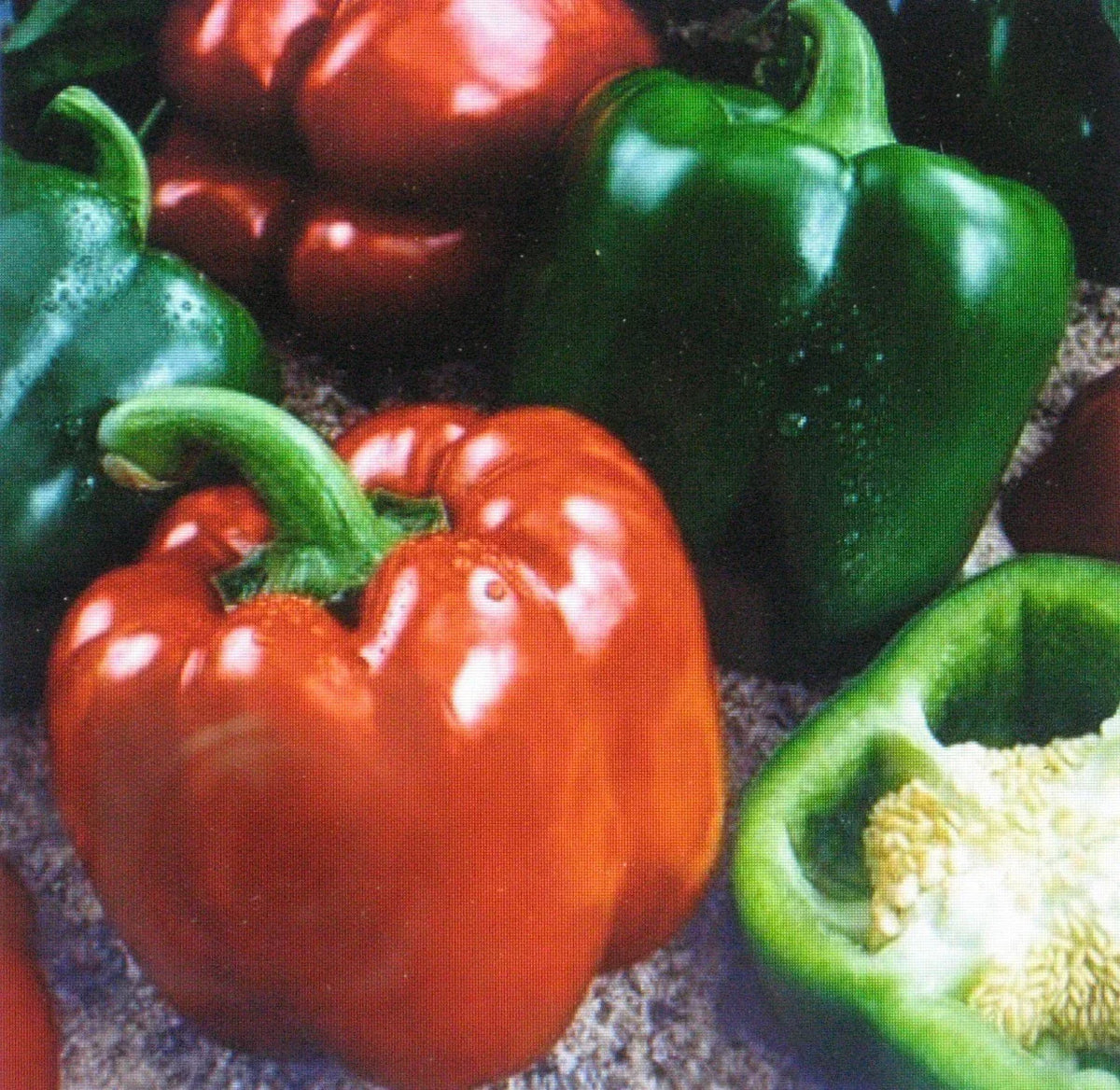 Sweet Giant Pepper Seeds Keystone Variety 25 Seeds Capsicum annuum