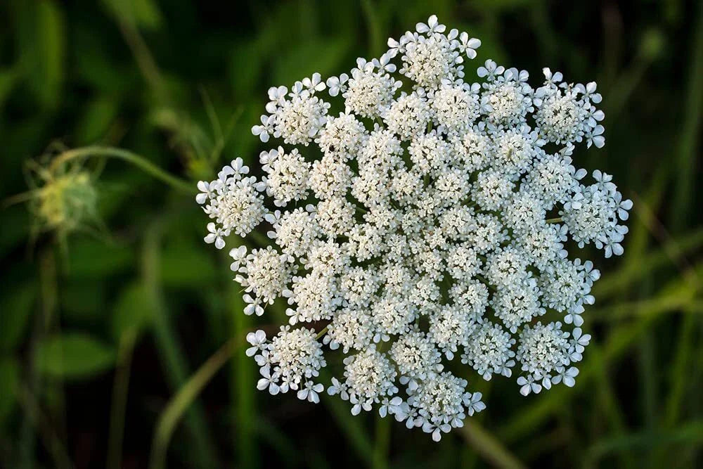 Queen Anne's Lace Seeds - 250 Pack - Wildflower Seeds for Planting - Daucus carota - Made in USA, Ships from Iowa