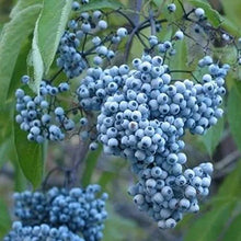 Blue Elderberry Seeds - 50 Non-GMO Seeds for Planting - Sambucus Caerulea - Blue Berries