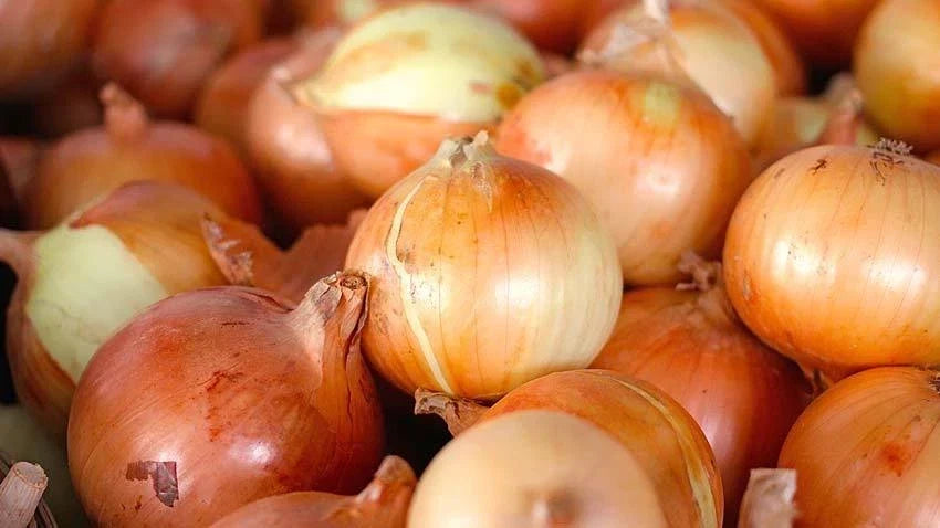 Candy Onion Seeds - Allium cepa, Bulb-Forming, Non-GMO Seed Packet for Home Gardening and Culinary Use