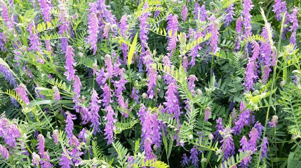 Hairy Vetch Seeds for Planting - Cover Crop, Pollinator, Bee Pasture, Organic, Vicia villosa