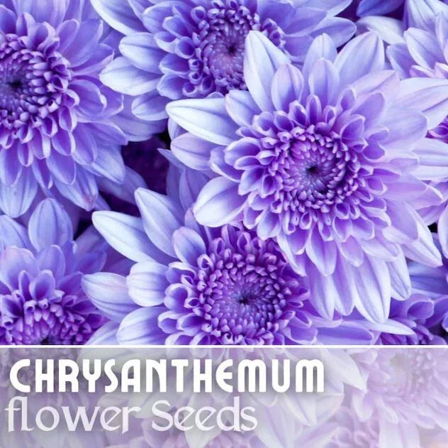 Chrysanthemum Seeds - 200+ Faded Lilac Mum Flower Seeds - Annual Flower Seeds, Chrysanthemum morifolium