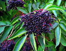 American Elderberry Seeds - 250 Non-GMO Seeds - Sambucus canadensis - Plant for Berries and Medicinal Uses