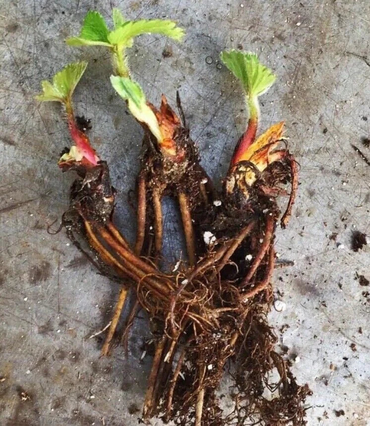 50 Seascape Strawberry Plants - Everbearing - Bare-Root Plants - Fragaria × ananassa