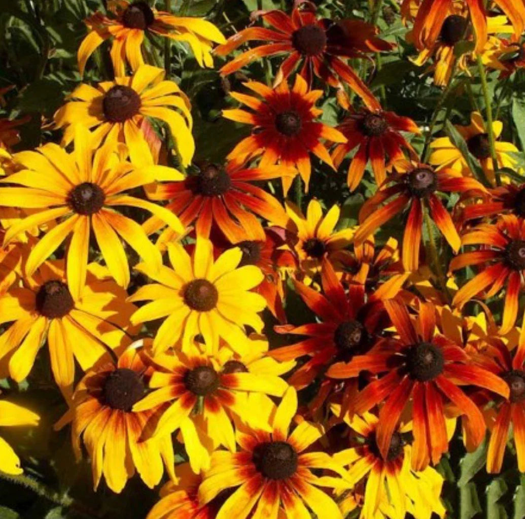 Gloriosa Daisy Bulk Seeds, Rudbeckia hirta, Vibrant Yellow Flowers, Perennial Wildflower, Garden and Landscape Planting