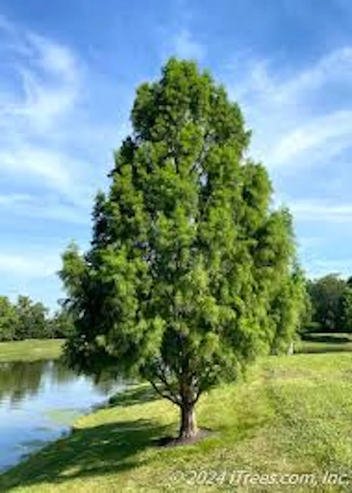 Bald Cypress Tree 12-24in Tall Taxodium distichum - Deciduous Conifer, Dormant Plant, Southern Native