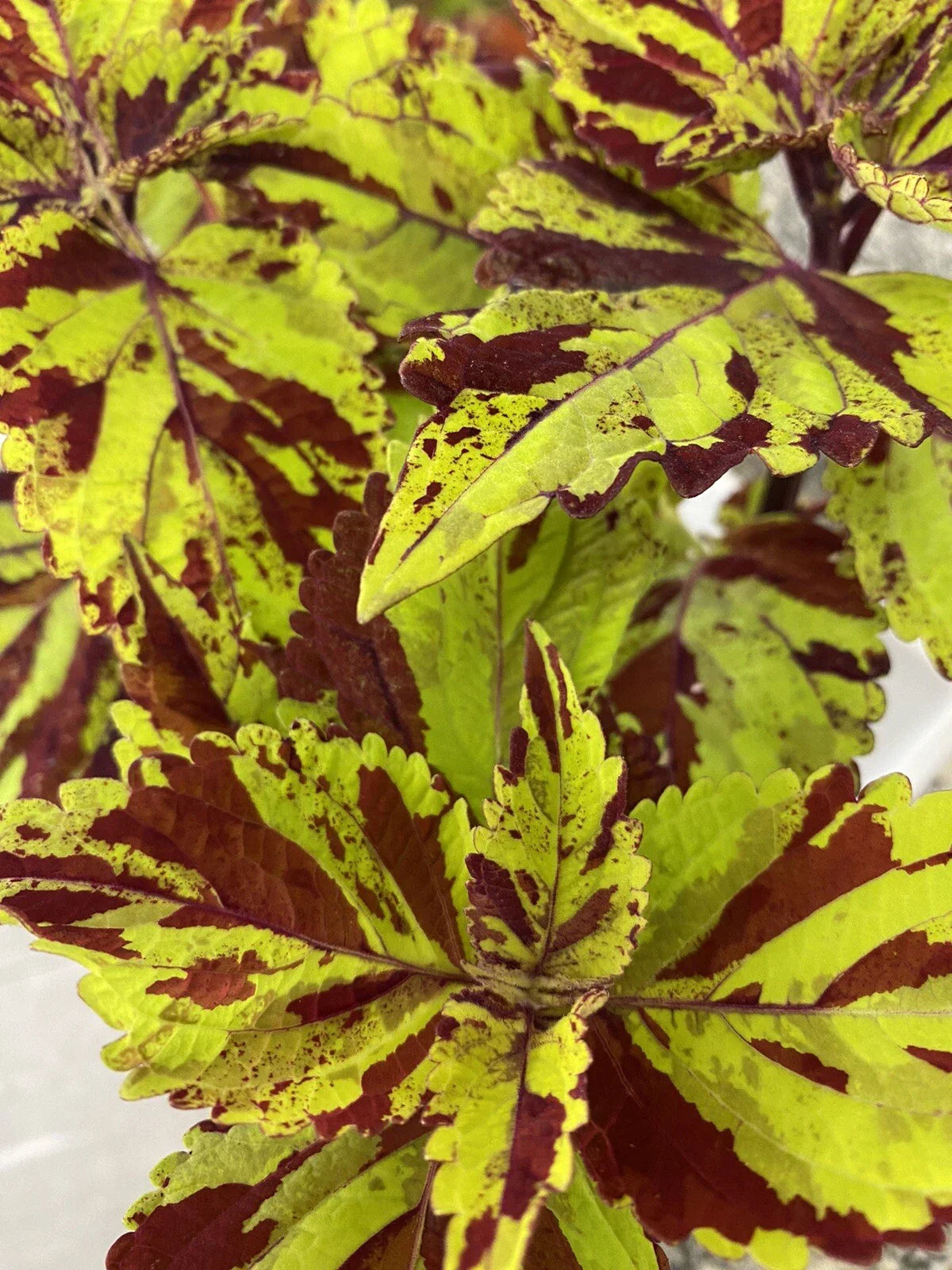 Coleus Splish Splash Live Starter Plant | Vibrant Multicolored Foliage | Solenostemon scutellarioides