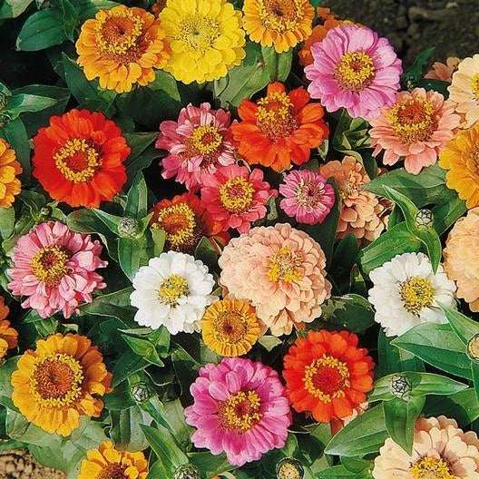 Zinnia Seeds Bulk Dwarf 500 Seeds Non-GMO Petite Short Landscape Variety (Zinnia elegans)