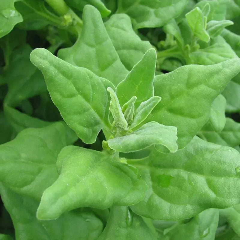 New Zealand Spinach Seeds - 50 Non-GMO Tetragonia tetragonioides for Garden, Salad, and Cooking