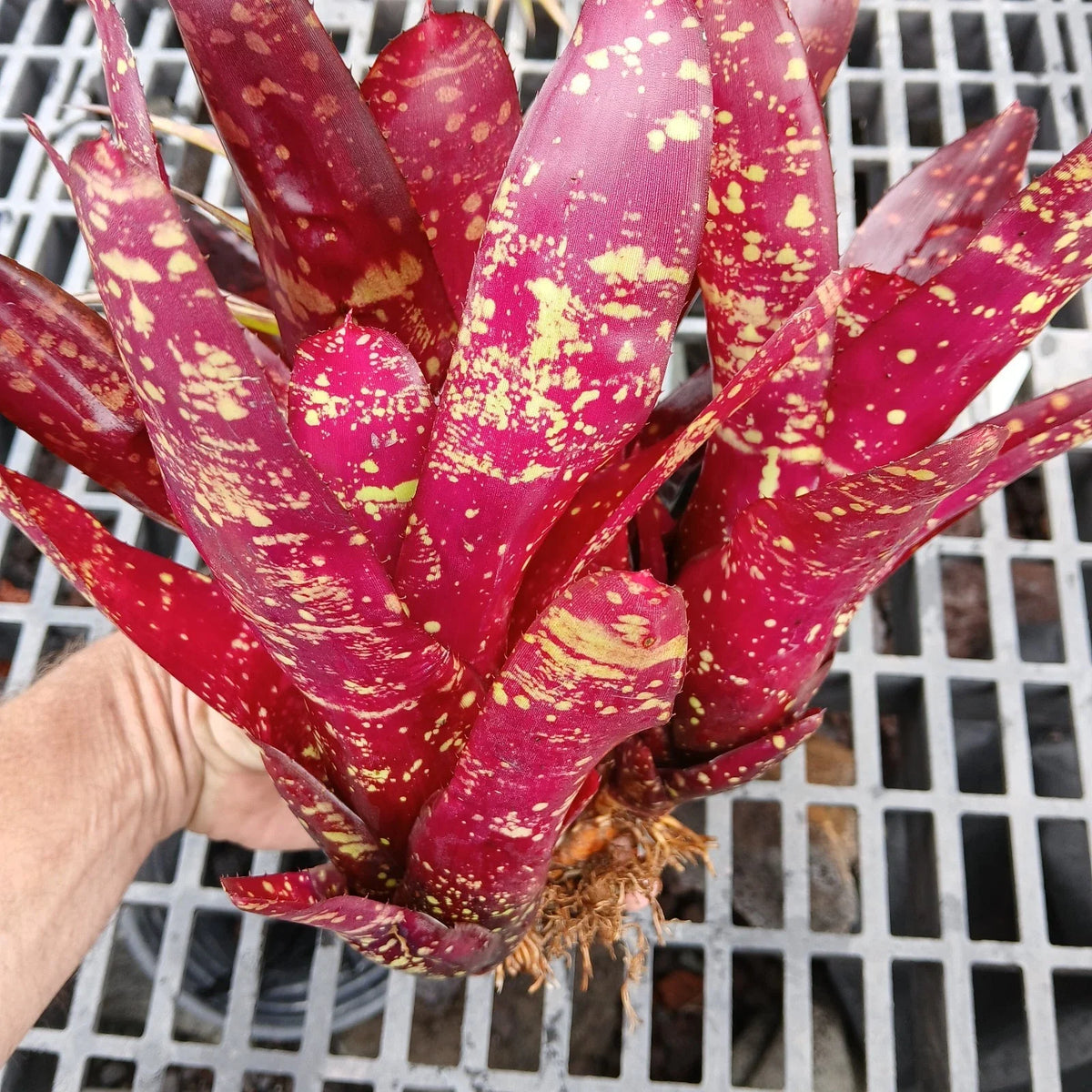 Large Bare Root Bromeliad Plants, 3 Pc Set, Red Neoregelia Burgundy, Tropical Houseplant