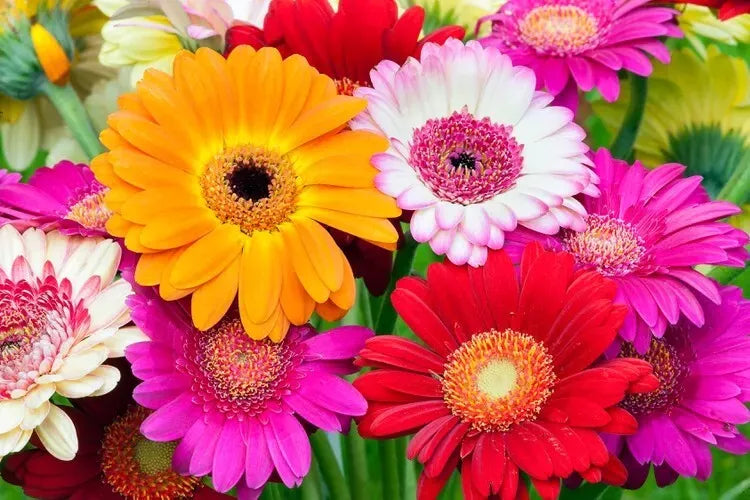 Gerbera Daisy Flower Seeds Mix - 100 Seeds, Colorful Blooms, Gerbera jamesonii, Garden, Container, Cut Flower