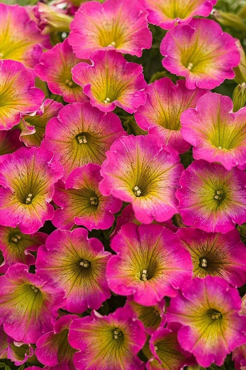 Yellow Pink Petunia Seeds – Perennial & Annual Flower Seeds – Petunia × hybrida – Bright Colorful Garden Flowers