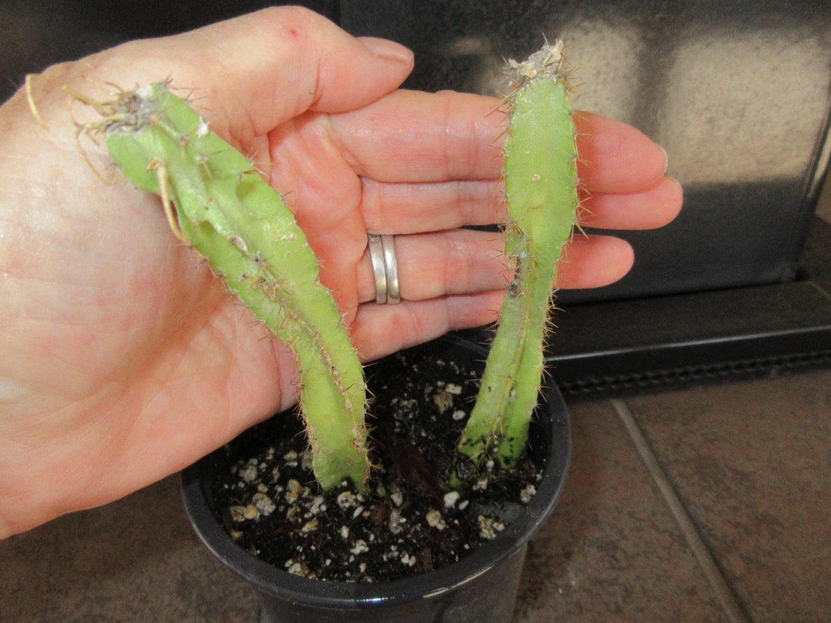Rooted Cactus Cuttings 2 Pack Selenicereus testudo Rare Indoor Succulent for Gardening