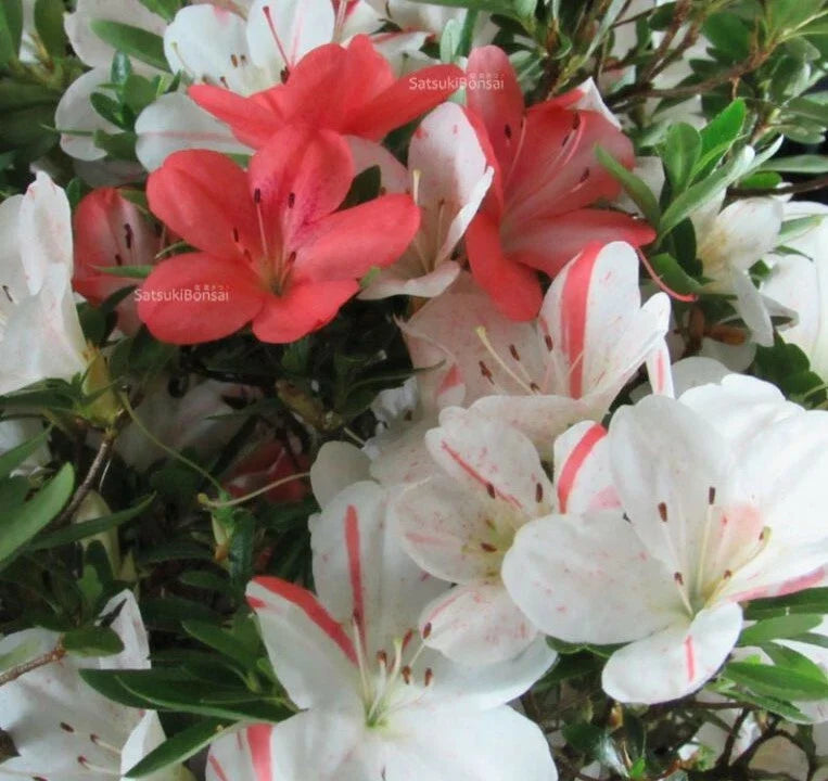 Azalea Starter Plant - White & Peach Striped - Rhododendron Deciduous - IVERYYANA