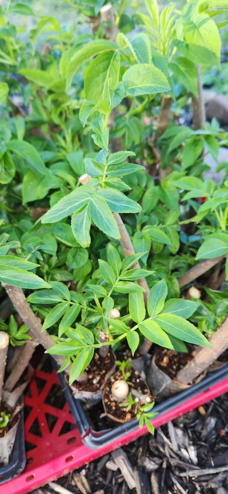Black Elderberry Plants - 2 Live Rooted Cuttings - Sambucus - Organic Elderberry Bushes for Garden or Landscaping