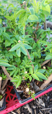 Black Elderberry Plants - 2 Live Rooted Cuttings - Sambucus - Organic Elderberry Bushes for Garden or Landscaping