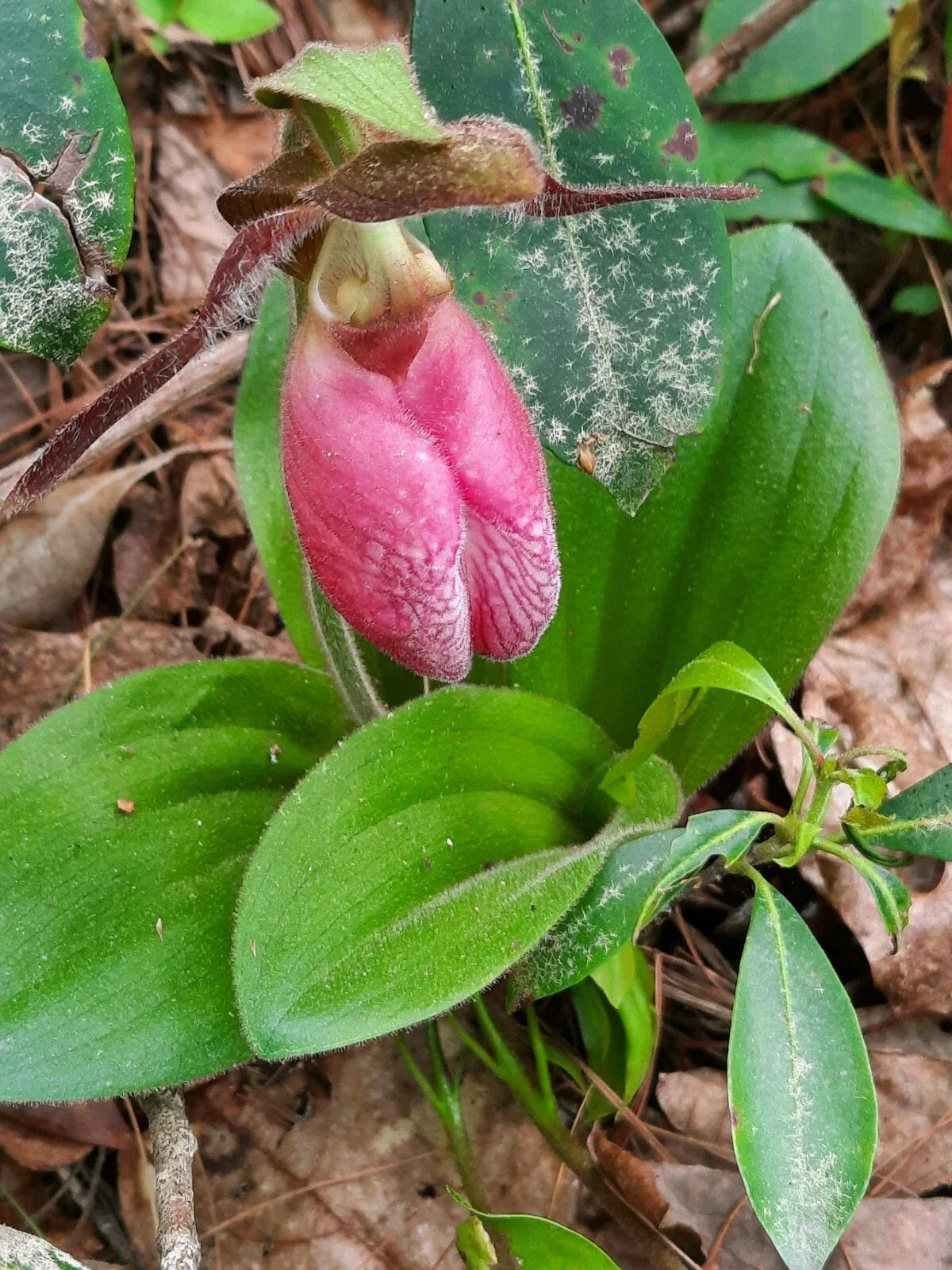 Pink Lady's Slipper Bare Root Plants, Cypripedium Acaule, Many Mature, Native Orchid, Perennial Garden Flowers