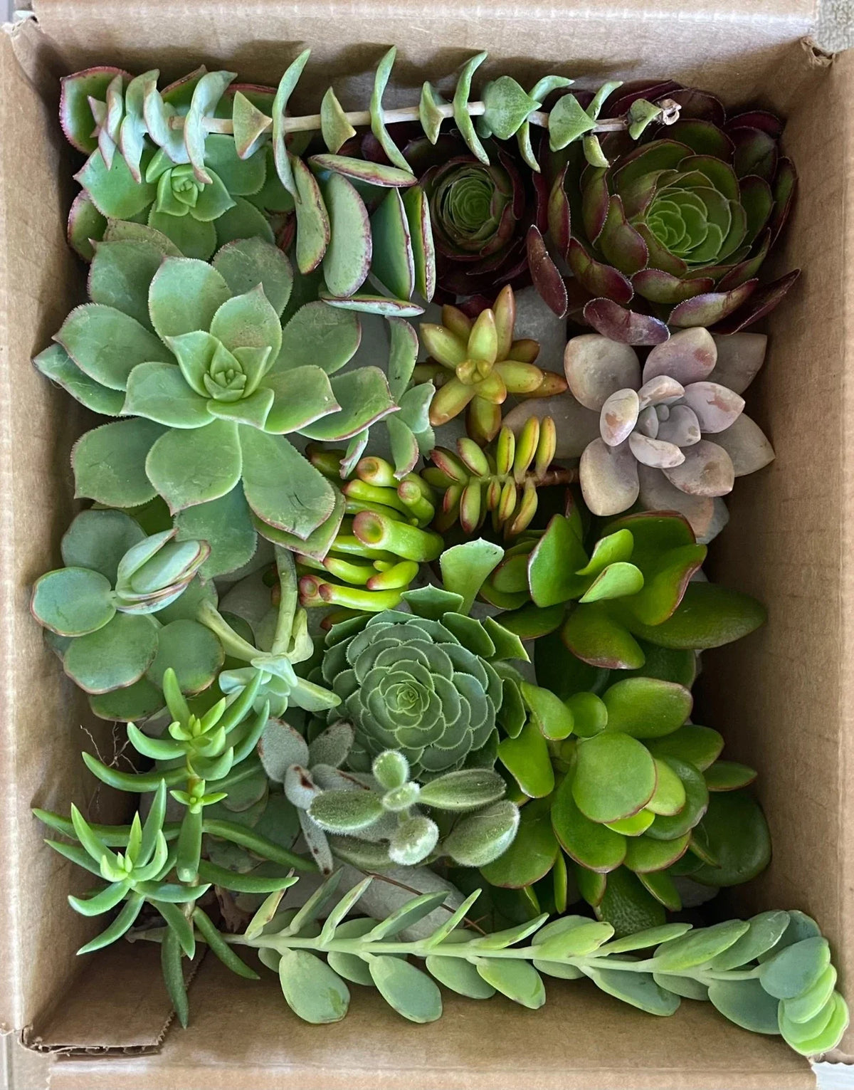 Fresh Healthy Succulent Cuttings Set of 15 Varieties - Organically Grown Plant Cuttings for Indoor Gardening - Free Shipping
