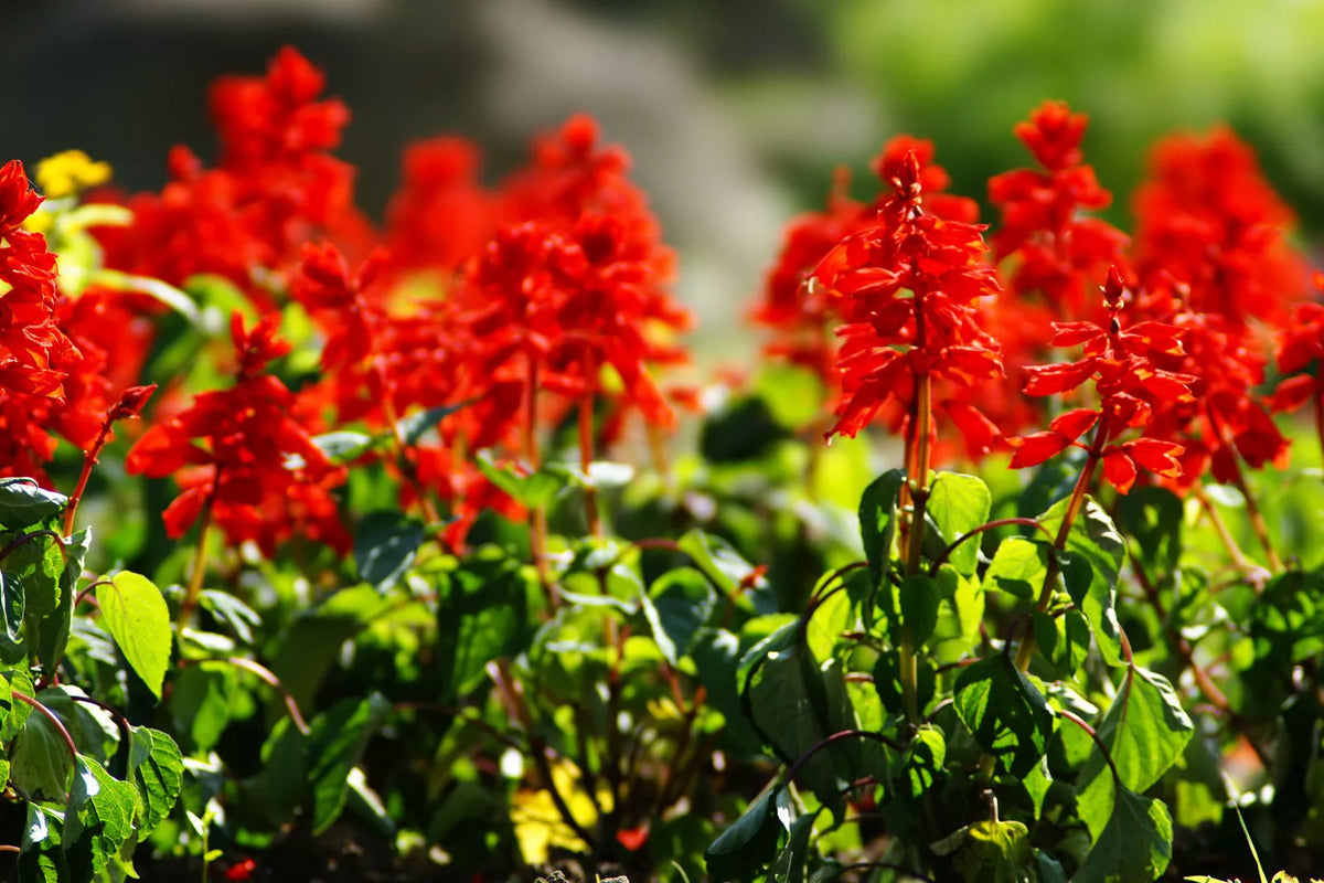 Scarlet Sage Seeds - 300 Seeds - Hummingbird Red Flower - Salvia coccinea - Non-GMO, Easy to Grow