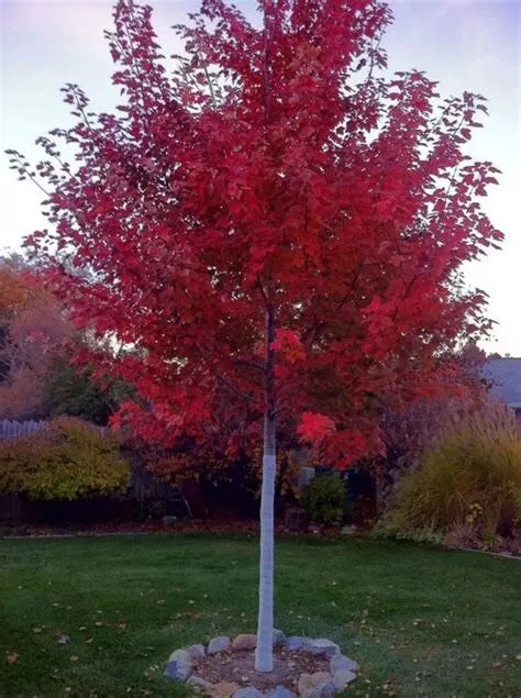 Drummond Red Maple Seedling 10+ Inches Bare Root Acer rubrum Drummondii Live Tree