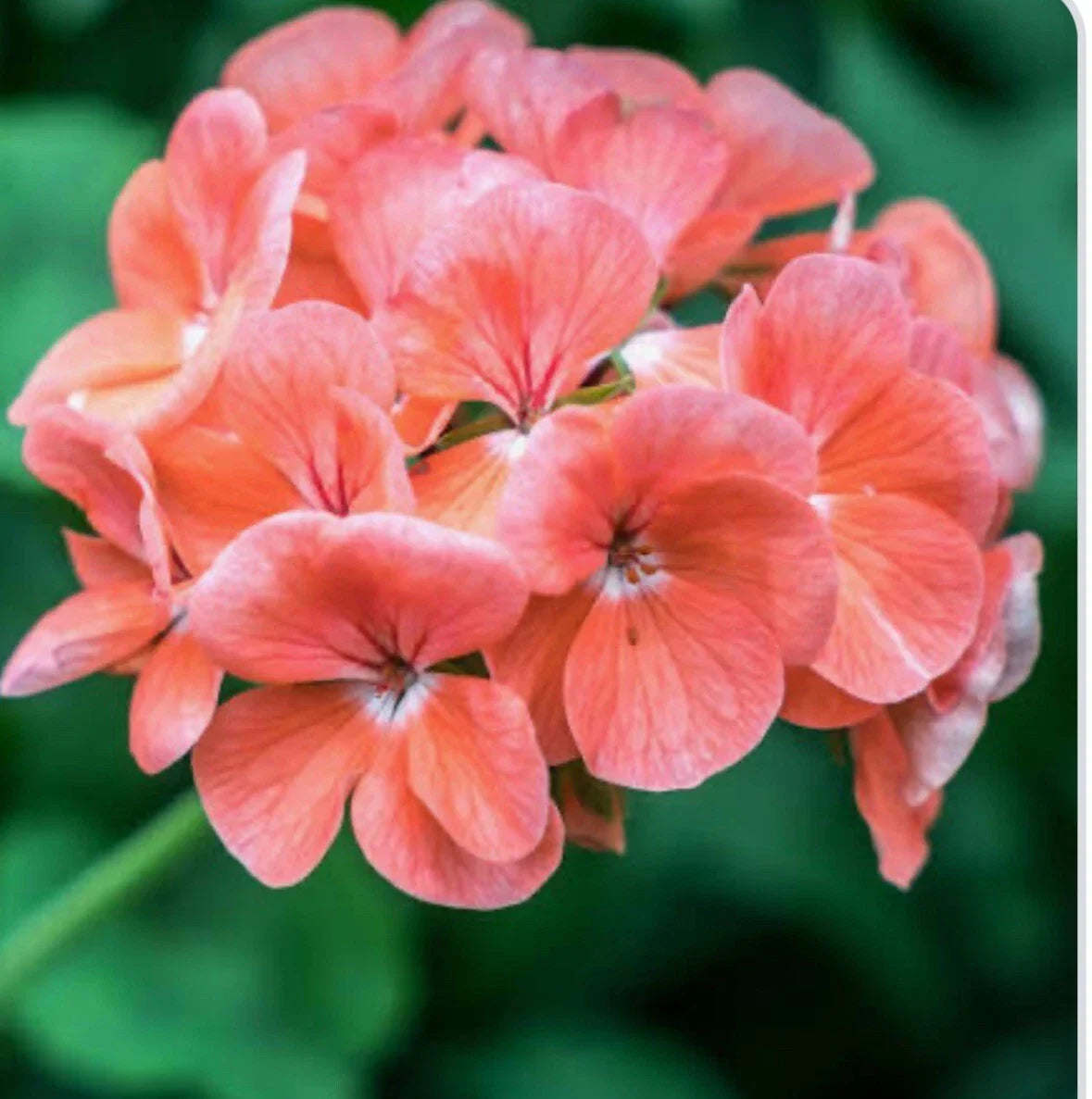 Coral Zonal Geranium Stem Cuttings - Pelargonium Ã— hortorum for Rooting and Gardening - 10 Pack