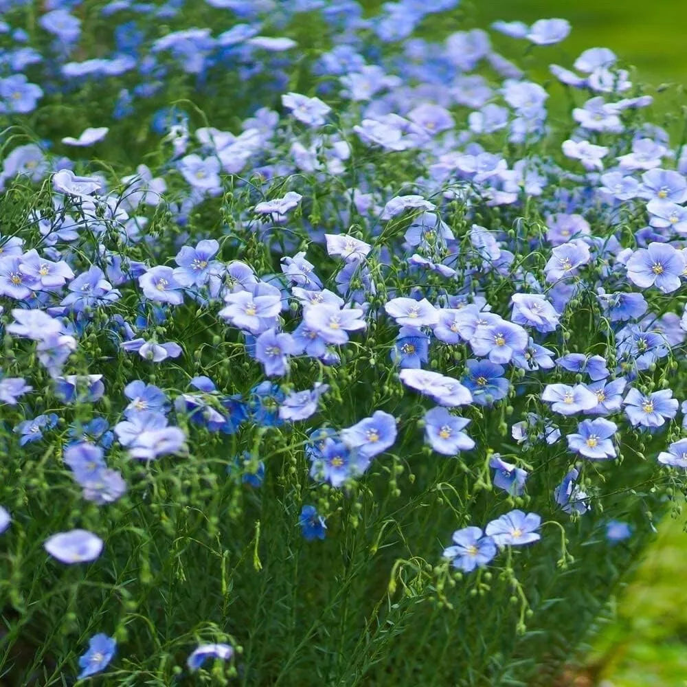 Blue Flax Seeds for Planting - 1 oz Pack - Blue Wildflower (Linum perenne)