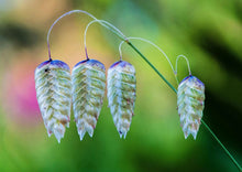 Greater Quaking Grass Seeds (50 Seeds) - Rattlesnake Grass, Briza maxima, Ornamental Drought-Resistant Perennial