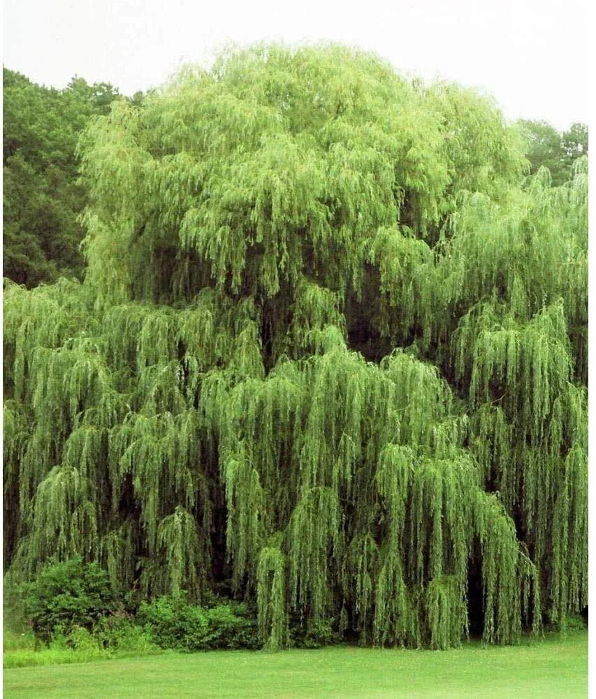 Golden Weeping Willow Trees - 2 Pack - Live Plants - Beautiful Arching Foliage - Salix babylonica