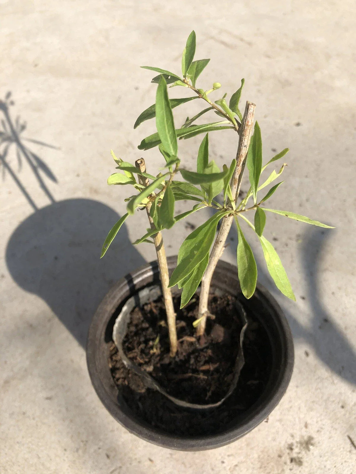 Goji Berry Plant Cuttings in Pot - Live Goji Berry Plants for Easy Planting - Lycium barbarum