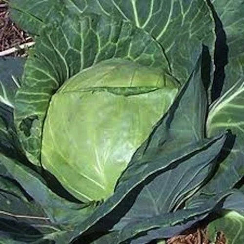 Late Flat Dutch Cabbage Seeds - 400+ Heirloom NON-GMO Brassica oleracea var. capitata for Home Garden