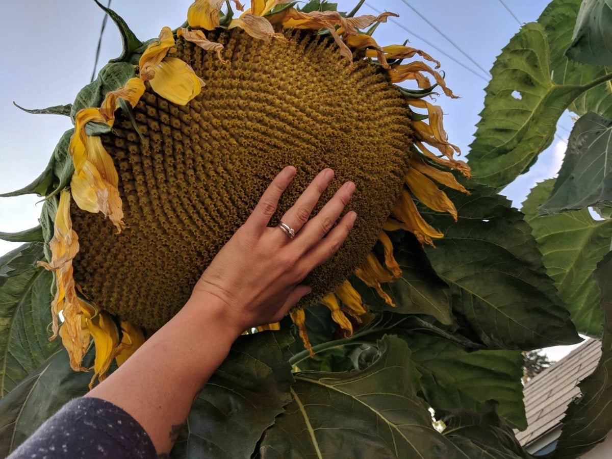 Mammoth Grey Stripe Sunflower Seeds - 50+ Pack - Giant Helianthus annuus for Tall, Vibrant Garden Blooms