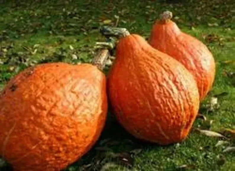 Golden Hubbard Winter Squash Seeds – Organic Cucurbita maxima, 10 Seeds, Full Sun, Heirloom, USA Grown, Free Shipping