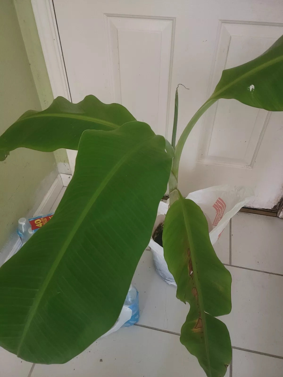 Plantain Plant Starter - Musa paradisiaca - Tropical Fruit Tree with Large Leaves