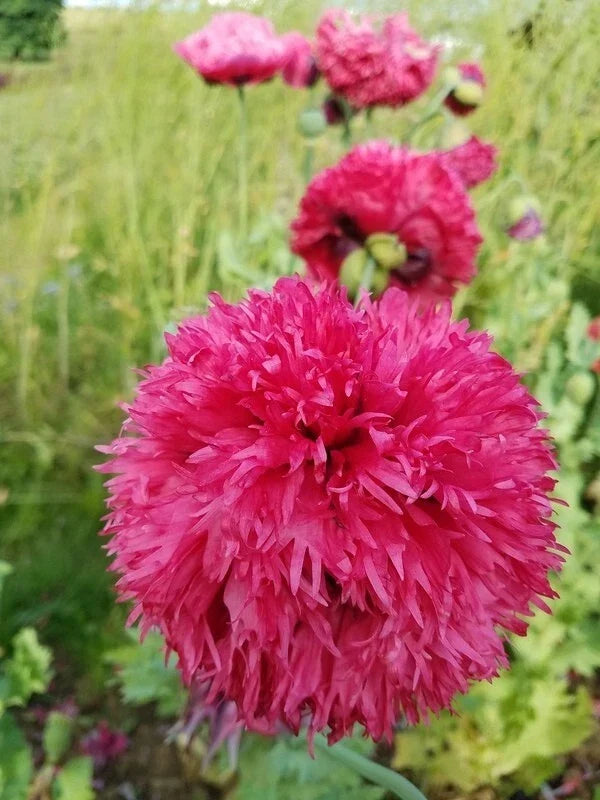 Organic Poppy Seeds - 500 Breadseed Pods - Pink Flowers - Papaver somniferum - Garden, Cutting, Pollinator