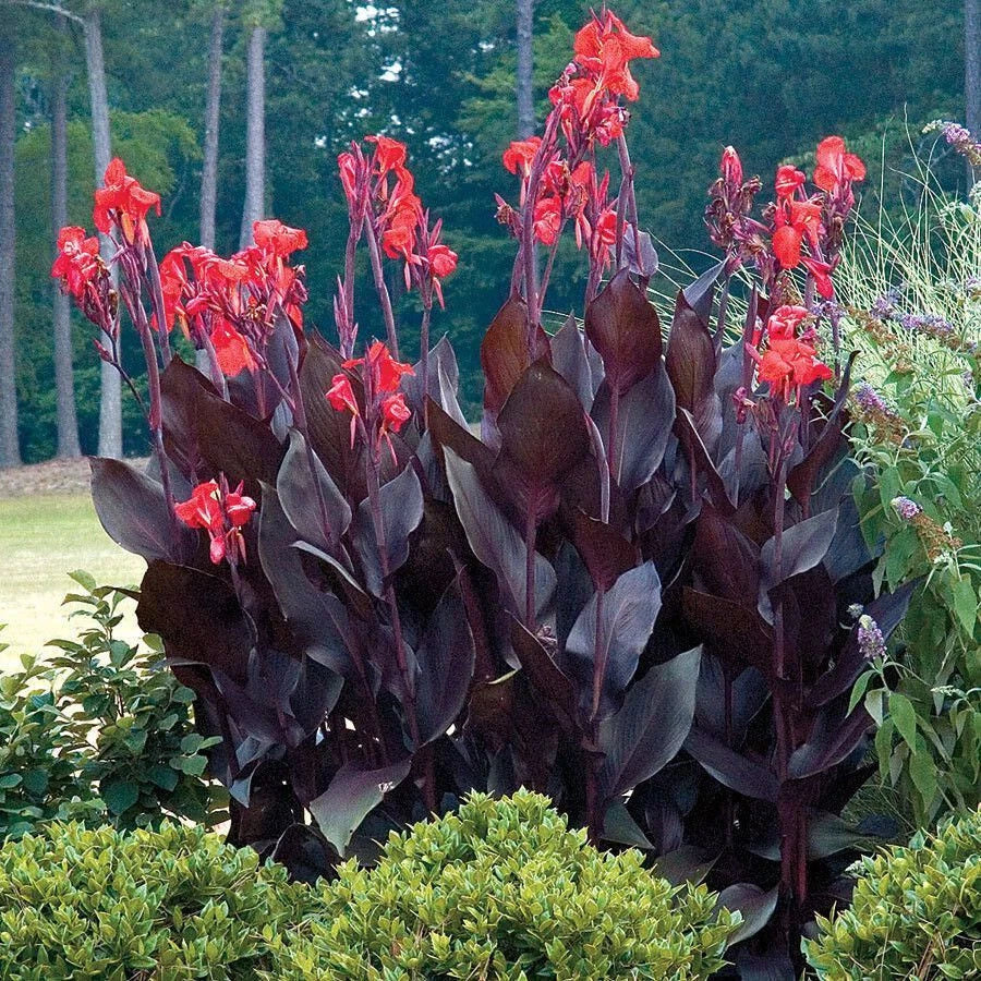Canna Lily - 3 Bulbs, Tall Plant, Red Flower, Purple Leaves, Canna indica, Hardy Tropical Plant, Zones 6-10, Easy to Grow