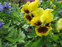 Pansy Seeds - Frizzle Sizzle Yellow - 50 Flower Seeds - Viola wittrockiana - Garden Planting