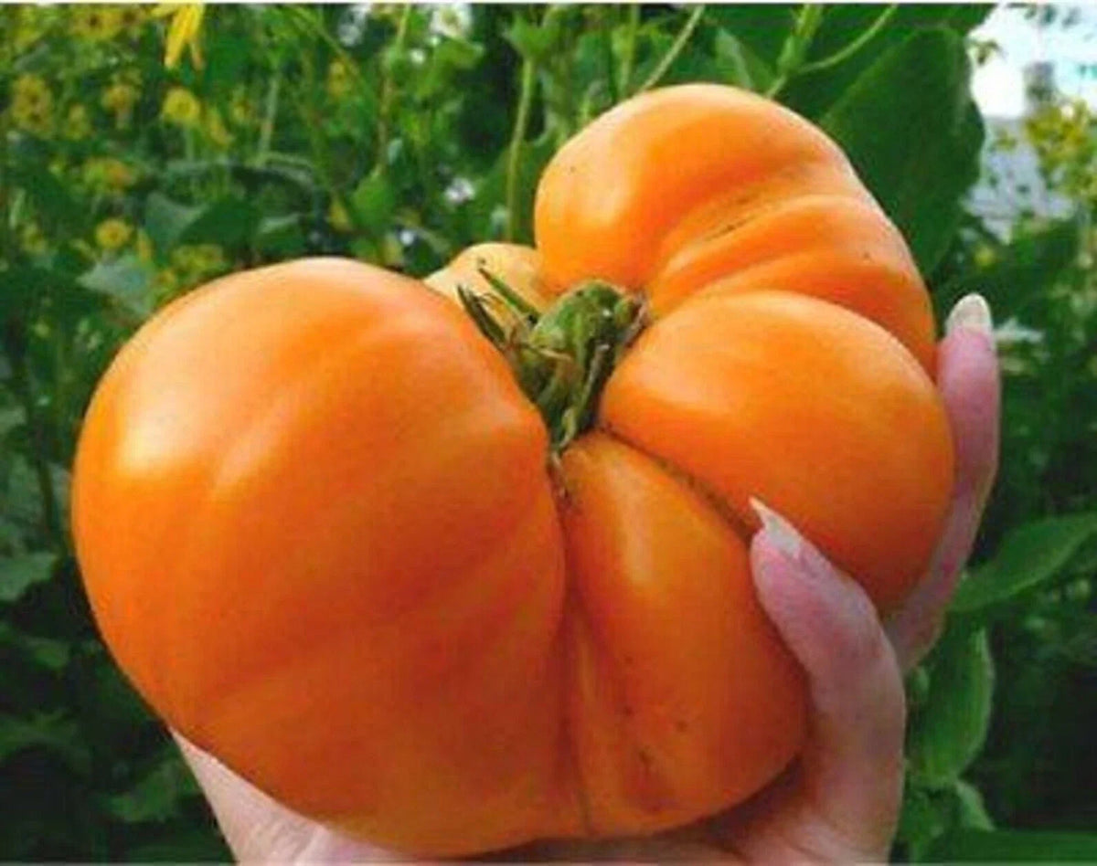 Amana Orange Tomato Seeds - Heirloom Organic Non-GMO, Rare Solanum lycopersicum, Juicy Orange Fruit, 10+ Seeds, Full Sun, Easy Grow