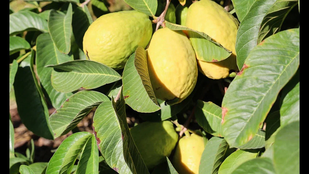 Beaumont Guava Seeds - 50+ Seeds for Garden Planting - Psidium guajava - USA Origin - Free Shipping