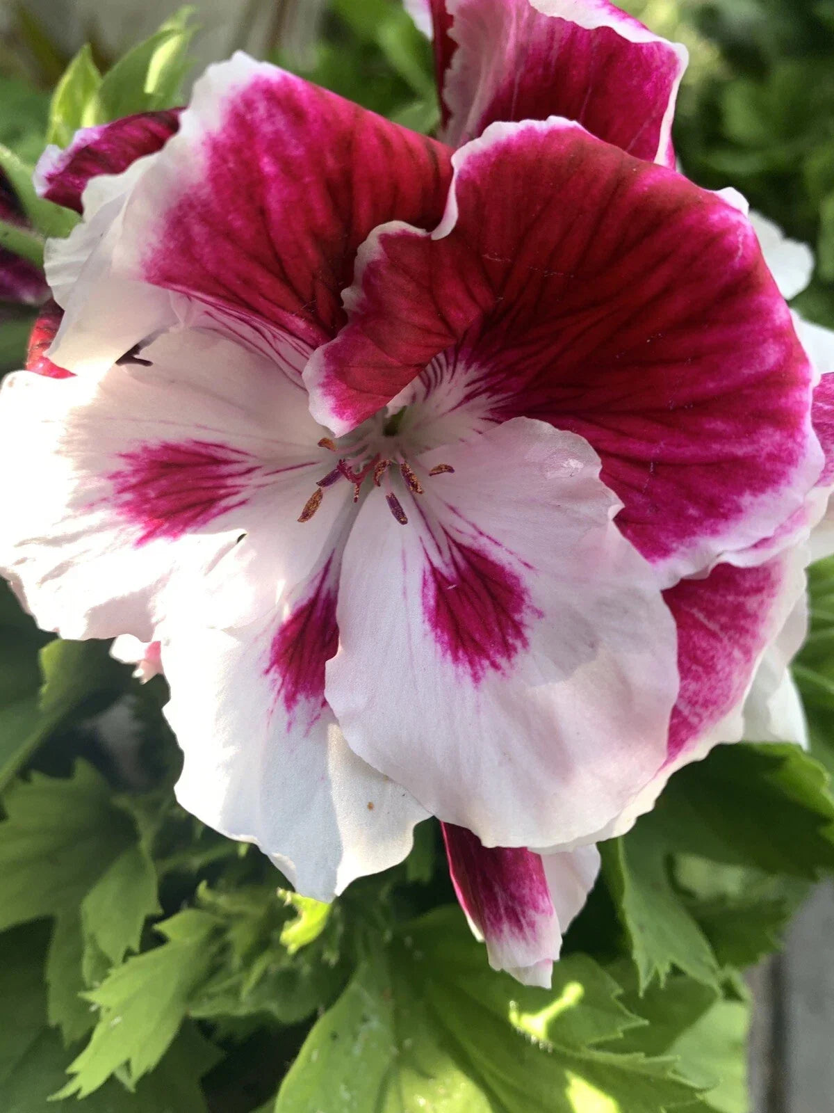 Geranium Live Plant 6-Inch White and Purple Pelargonium spp. for Indoor & Outdoor Gardens