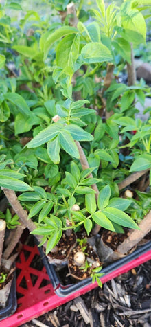 Black Elderberry Plants Live Bush Cuttings Sambucus nigra Rooted Shrubs for Garden Landscape