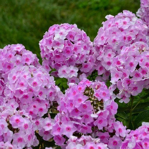 Opalescence Phlox Seeds - 100+ Pack - Phlox paniculata - USA Grown