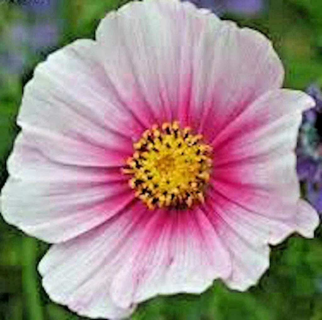 COSMOS DAYDREAM Seeds - 301+ Count - Drought Tolerant Wildflower for Poor Soils