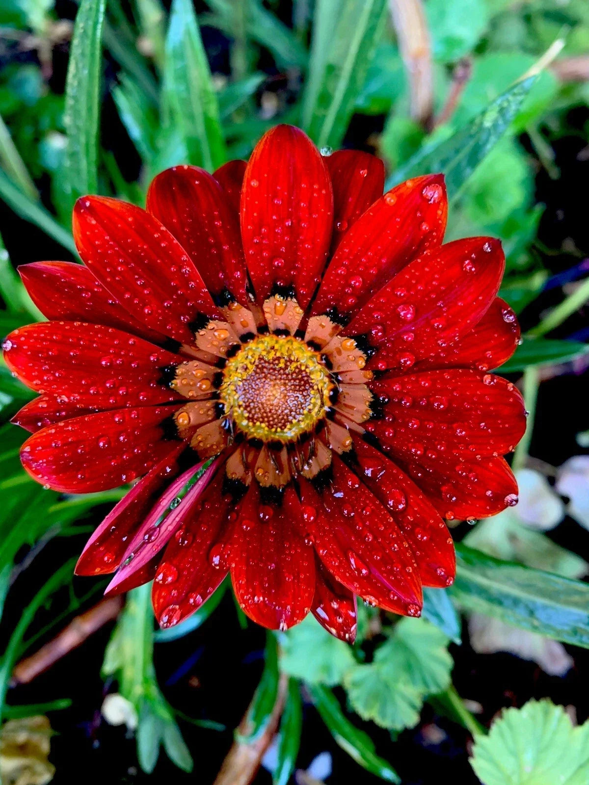 Gazania Rigens Potted Plant - Red Flowers, Drought-Tolerant Hardy Perennial for Garden & Patio