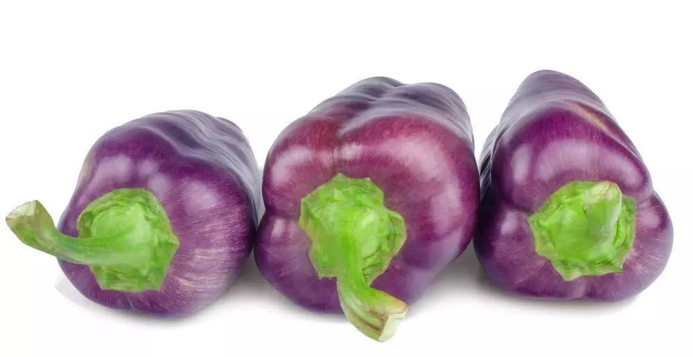 Purple Pepper Seeds - 100+ Capsicum annuum Seeds for Garden and Culinary Use