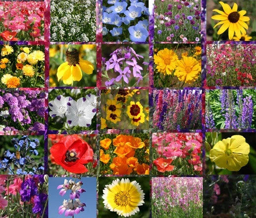 Wildflower Seed Mix - 1 Oz Bulk - Early Bird Native Wildflowers for Gardens & Pollinators