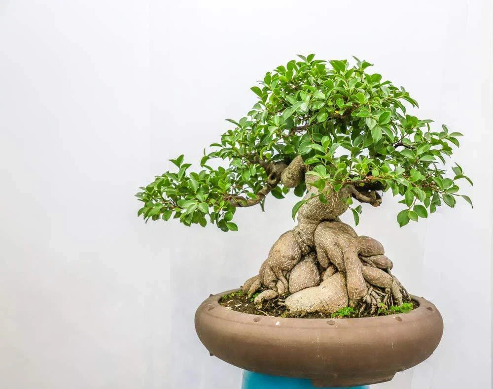 Ficus Bonsai Tree Seeds - 25 Seeds Pack - Indoor Ficus retusa - Made in USA